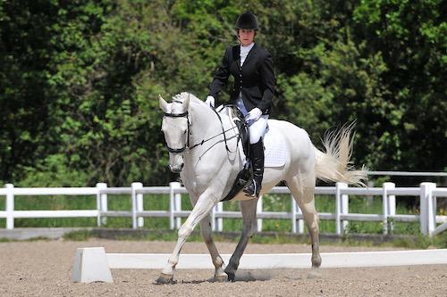 Image 3 of Gorgeous Grey 16.1hh Irish Sport Horse