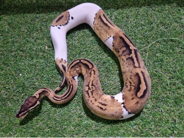 Preview of the first image of Various royal python morphs available.