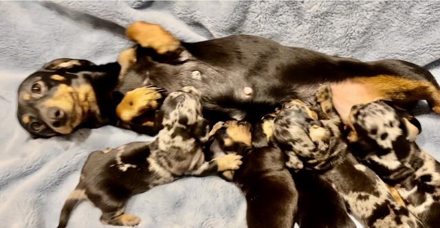 Image 7 of Mini dachshund puppies silver blue dapples black tan