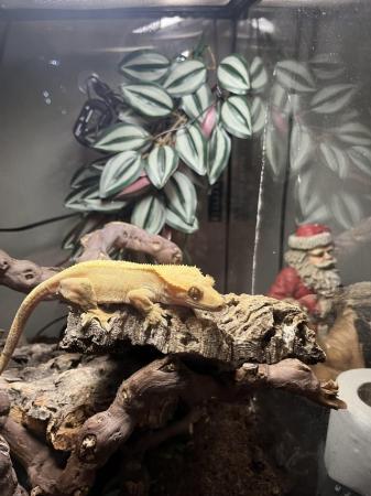 Image 5 of 10 month old female crested gecko