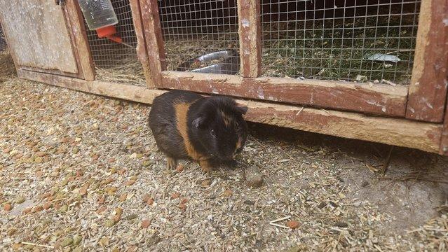 Image 6 of Female Guinea pigs for sale