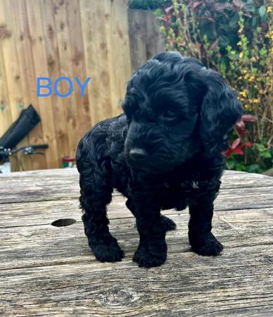 Image 6 of Available Now. Only 2 left Miniature poodle x cockerpoo