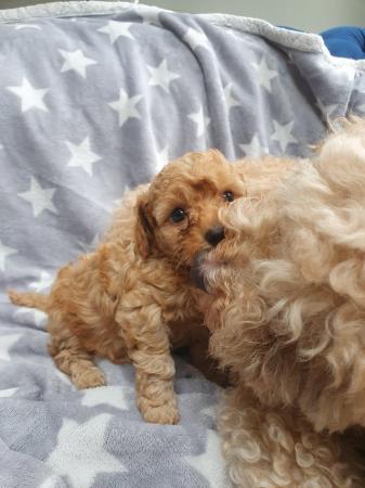 Image 8 of F1BB Cavapoo pups Red Apricot ready now