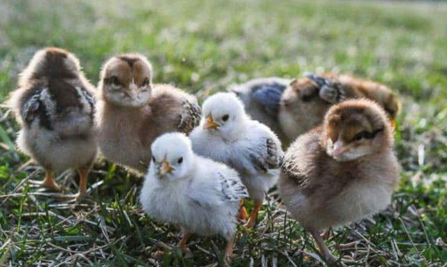 Image 2 of Chicks For Sale - Baby chicks - Rare Breed Chicks