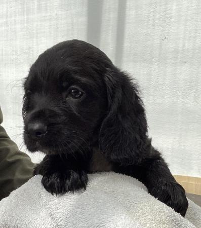 Image 1 of Cocker Spaniel puppies, health tested parents