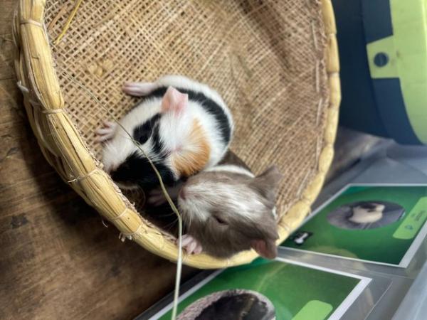 Image 2 of California cross Guinea Pig Pups for rehoming