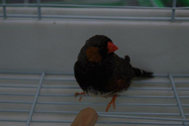 Image 8 of Various Finches for sale at Animaltastic