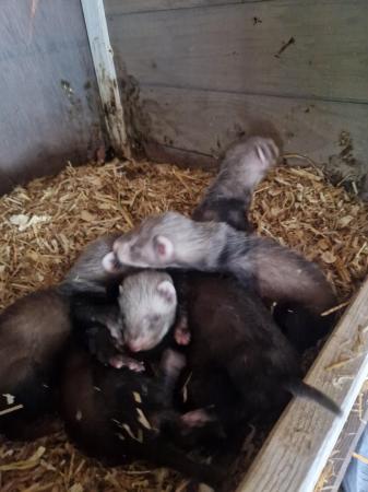 Image 5 of Ferret kits available. Hobs and jills