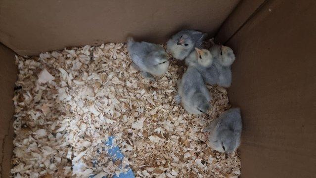 Image 1 of Day Old Pure Breed Lavendar Pekin Chicks 10 available