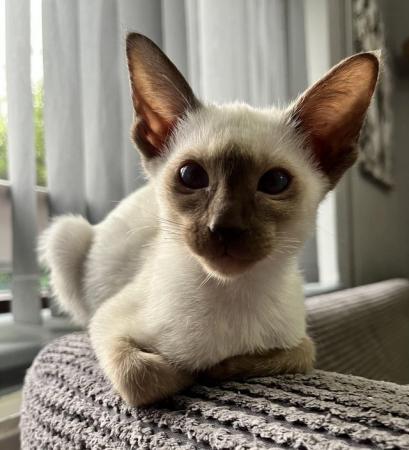 Image 10 of GCCF registered Siamese kittens ready now at 14 weeks of age