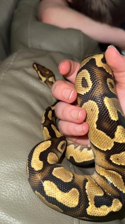 Image 1 of Pastel royal pythons for sale