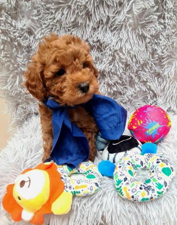 Image 6 of Red Toy Poodle puppy ??