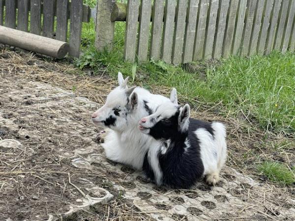 Image 3 of Nigerian Dwarf type dairy goats for sale