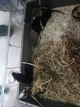 Image 1 of Half dumbo Rats ready for there new homes now