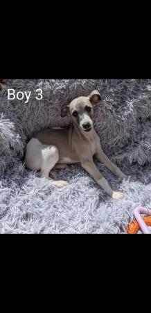 Image 4 of WHIPPET PUPPIES, PEDIGREE,KC REGISTERED