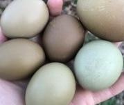 Image 3 of Hatching eggs from my very fine flock also chicks