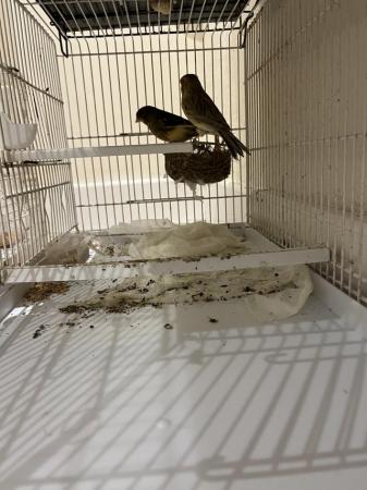 Image 3 of Harlequin canaries for sale