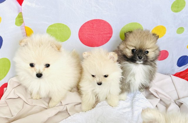 Image 5 of Pomeranian puppies for sale