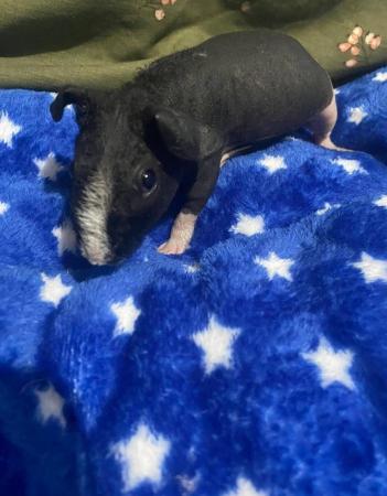 Image 5 of Male Skinny pigs for sale