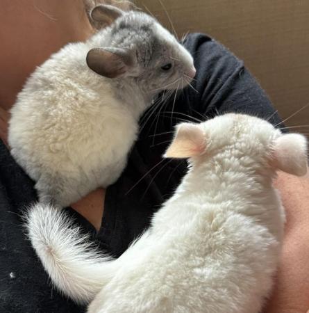 Image 2 of ( RESERVED BOTH ) Two Chinchilla Baby Girls sisters
