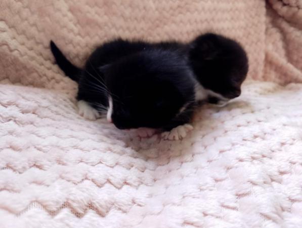 Image 4 of Beautiful Siamese X kittens
