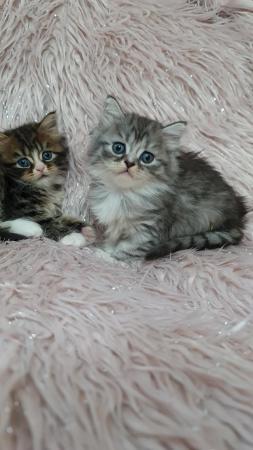 Image 12 of Chinchilla Persian x turkish calico kittens 1 girl left