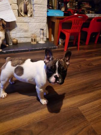 Image 8 of KC registered Beautiful french bulldog pups *UPDATED PICS*