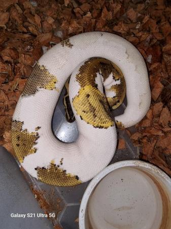 Image 9 of pied ball pythons 900-1000gr