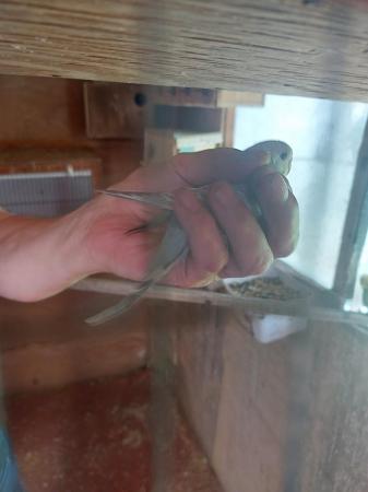 Image 6 of Two baby budgies and cage