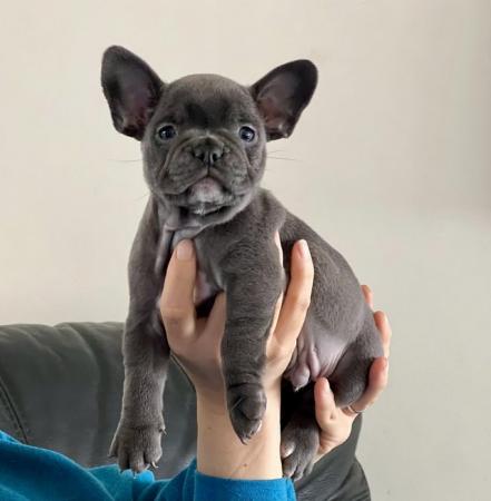 Image 9 of Frenchie bull dog pupsPictures available of mother and fat