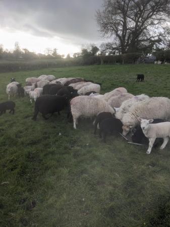 Image 3 of Ewes and lambs for sale, twins and singles