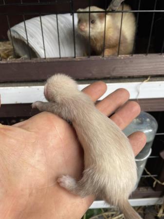 Image 6 of Baby Ferrets for sale male and female