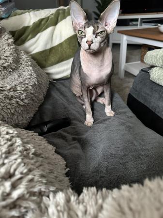 Image 5 of 1 year 8 month Sphynx for sale