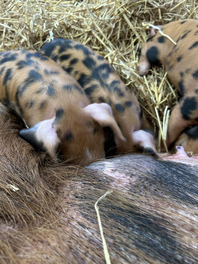 9 piglets Oxford Sandy and Black piglets — photo 3 of 3