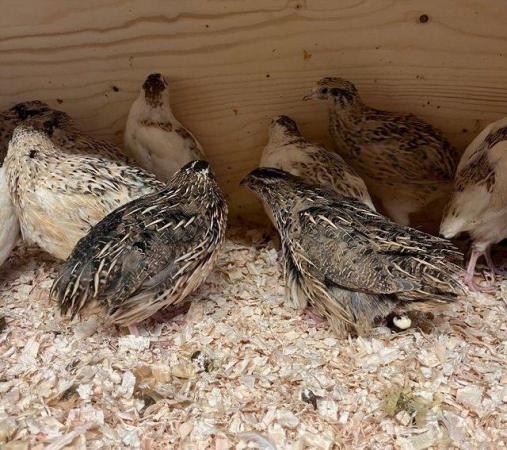 Image 3 of Coturnix quail golden and pied