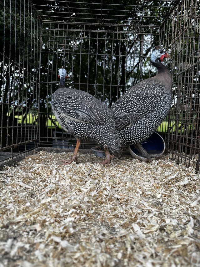Preview of the first image of Three mature male guinea fowl.