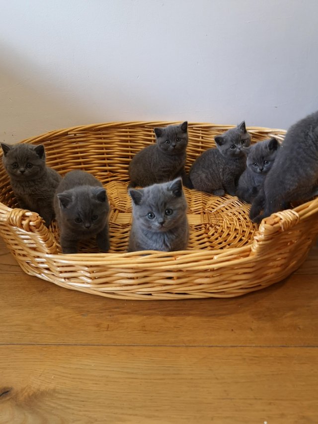 Preview of the first image of 7 GCCF Active British shorthair kittens.