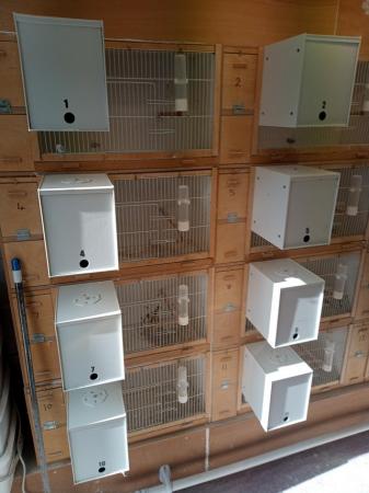 Image 2 of Budgie breeding cages for sale