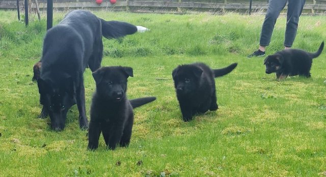 Preview of the first image of KC registered German Shepherd Puppies.