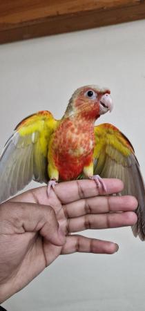 Image 5 of Supertame Handreared Green Cheek Conure for sale