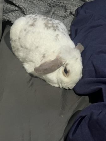 Image 4 of neutered 3 year old male bunny