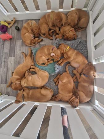 Image 13 of KC registered Fox Red Labrador puppies