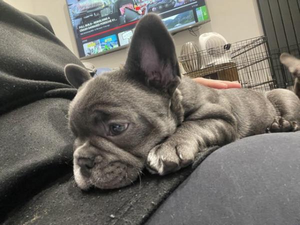 Image 29 of ***ALL SOLD*** - Stunning blue French bulldogs KC registered
