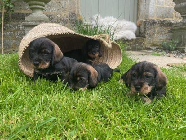 Image 10 of KC Reg Teckel Puppies - Wirehaired Dachshund