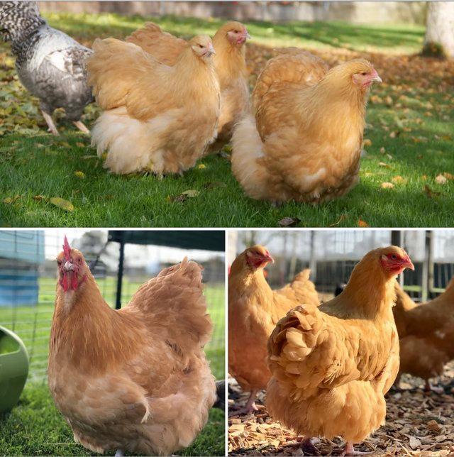 Preview of the first image of Buff Orpington Pullets For Sale.
