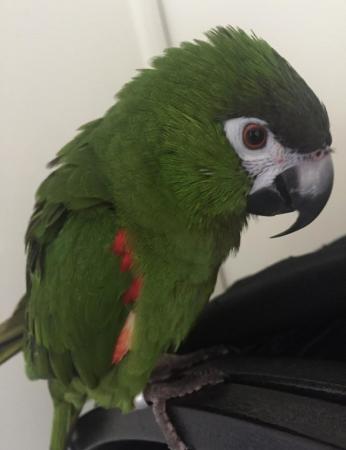 Image 4 of Hahns Macaw - 6Year old Female