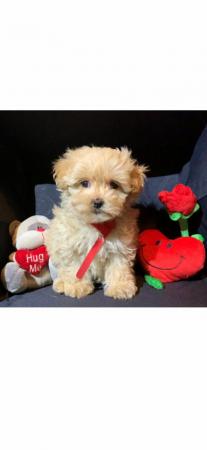 Image 14 of Extensively Health Tested Deep Red Toy Poodle Stud