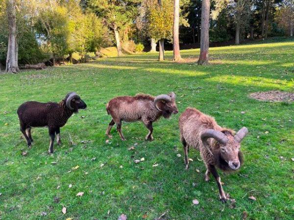 Image 2 of Soay Sheep For Sale - Ewes, Rams and Wethers