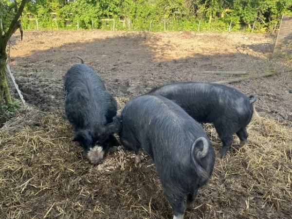 Image 1 of Berkshire breeding trio,  2 sows and 1 boar