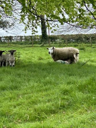 Image 1 of Ewes and lambs for sale